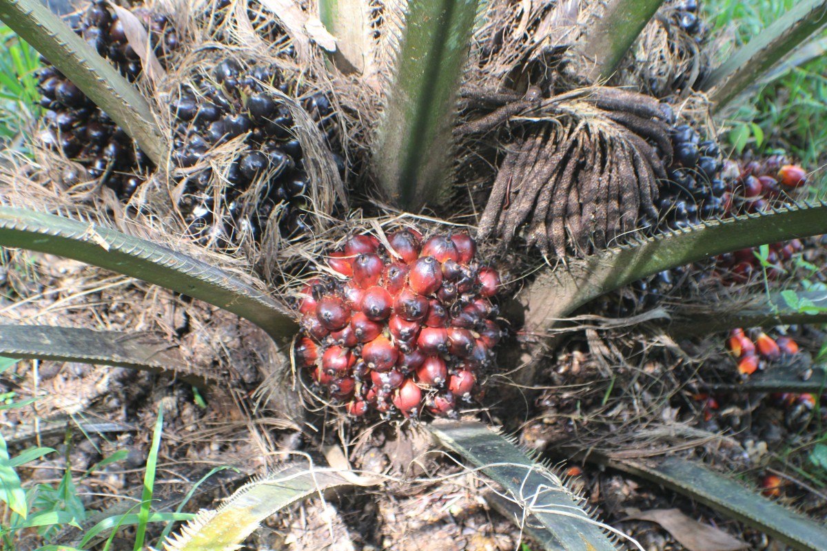 Elaeis guineensis Jacq.